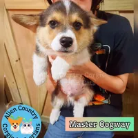 Oogway by Tri-Clear Dad, a male Pembroke Welsh Corgi for sale in Spring Hill, FL – Photo 7 of 10