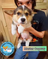 Oogway by Tri-Clear Dad, a male Pembroke Welsh Corgi for sale in Spring Hill, FL – Photo 2 of 5