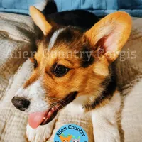 Oogway by Tri-Clear Dad, a male Pembroke Welsh Corgi for sale in Spring Hill, FL – Photo 4 of 10