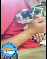 Wonder Woman (Pink Collar), a female Pembroke Welsh Corgi for sale in Spring Hill, FL – 4 of 5