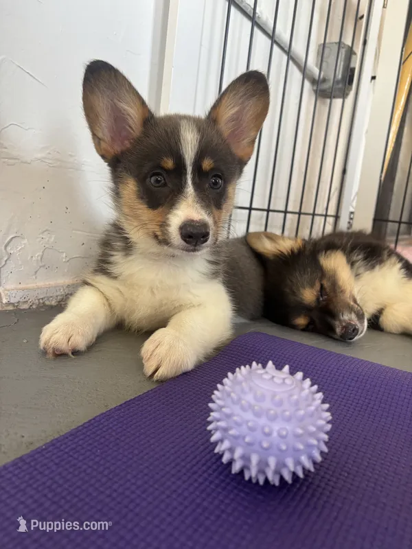 Storm (Magenta/Red Collar) BLUE COAT – Pembroke Welsh Corgi puppy for sale in Spring Hill, FL