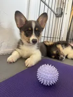Storm BLUEY, a female Pembroke Welsh Corgi for sale in Spring Hill, FL – 5 of 7
