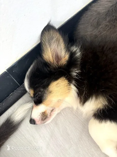 Captain America (Blue Collar) FLUFFY – Pembroke Welsh Corgi puppy for sale in Spring Hill, FL