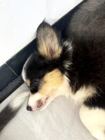 FLUFFY Captain America, a male Pembroke Welsh Corgi for sale in Spring Hill, FL – 2 of 6