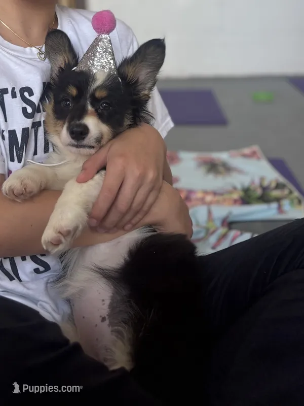 Wonder Woman (Pink Collar) FLUFFY – Pembroke Welsh Corgi puppy for sale in Spring Hill, FL