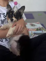 Wonder Woman (Pink Collar) FLUFFY, a female Pembroke Welsh Corgi for sale in Spring Hill, FL – 3 of 9