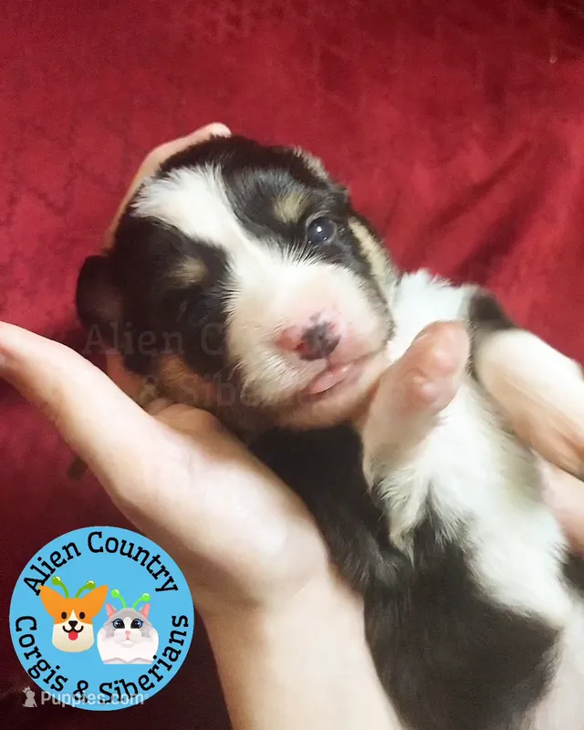 Supergirl (Yellow Collar) – Pembroke Welsh Corgi puppy for sale in Spring Hill, FL