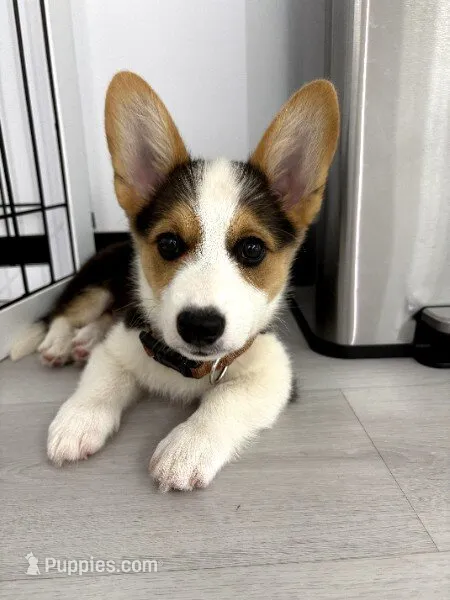 The Incredible Hulk (brown collar) – Pembroke Welsh Corgi puppy for sale in Spring Hill, FL