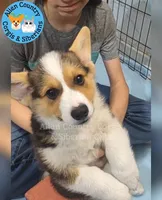 Shifu by Triple Clear Dad, a male Pembroke Welsh Corgi for sale in Spring Hill, FL – Photo 1 of 5