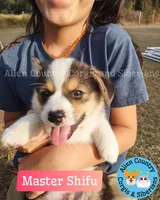 Shifu by Triple Clear Dad, a male Pembroke Welsh Corgi for sale in Spring Hill, FL – Photo 4 of 5