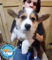 Shifu by Triple Clear Dad, a male Pembroke Welsh Corgi for sale in Spring Hill, FL – Photo 2 of 5