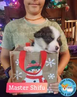 Shifu by Triple Clear Dad, a male Pembroke Welsh Corgi for sale in Spring Hill, FL – Photo 5 of 5