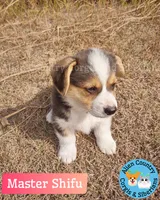 Shifu by Triple Clear Dad, a male Pembroke Welsh Corgi for sale in Spring Hill, FL – Photo 3 of 5