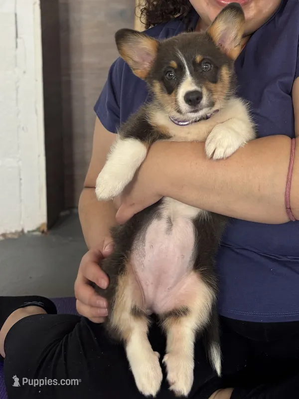 Mirage (Purple/Lilac) BLUE COAT – Pembroke Welsh Corgi puppy for sale in Spring Hill, FL