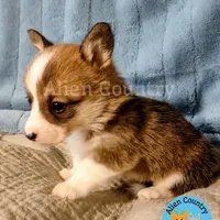 Epona, a female Pembroke Welsh Corgi for sale in Spring Hill, FL – Photo 2 of 6
