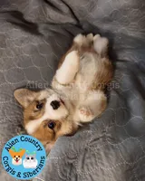 Epona, a female Pembroke Welsh Corgi for sale in Spring Hill, FL – Photo 1 of 6