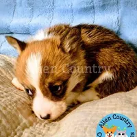 Epona, a female Pembroke Welsh Corgi for sale in Spring Hill, FL – Photo 3 of 6