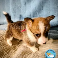 Epona, a female Pembroke Welsh Corgi for sale in Spring Hill, FL – Photo 4 of 6