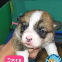 Epona, a female Pembroke Welsh Corgi for sale in Spring Hill, FL – Photo 6 of 6