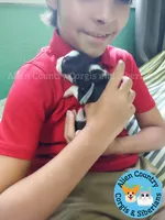 Captain America (Blue Collar), a male Pembroke Welsh Corgi for sale in Spring Hill, FL – 2 of 3