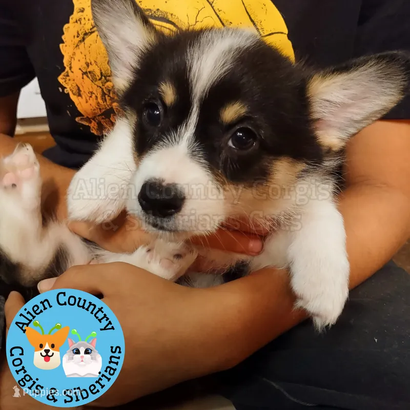 Batgirl (Green Collar) – Pembroke Welsh Corgi puppy for sale in Spring Hill, FL