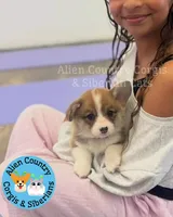 Navi, a female Pembroke Welsh Corgi for sale in Spring Hill, FL – Photo 2 of 6