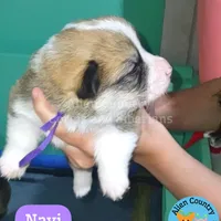 Navi, a female Pembroke Welsh Corgi for sale in Spring Hill, FL – Photo 6 of 6