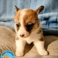 Navi, a female Pembroke Welsh Corgi for sale in Spring Hill, FL – Photo 4 of 6