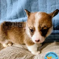 Navi, a female Pembroke Welsh Corgi for sale in Spring Hill, FL – Photo 3 of 6