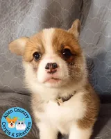 Navi, a female Pembroke Welsh Corgi for sale in Spring Hill, FL – Photo 1 of 6