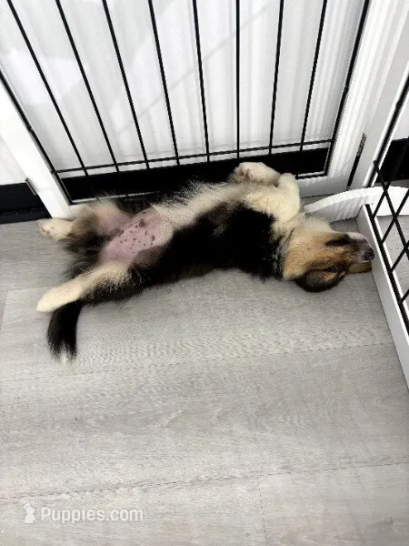 Batman (Grey) FLUFFY – Pembroke Welsh Corgi puppy for sale in Spring Hill, FL