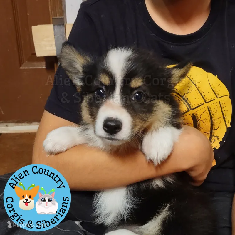 Supergirl (Yellow Collar) FLUFFY – Pembroke Welsh Corgi puppy for sale in Spring Hill, FL