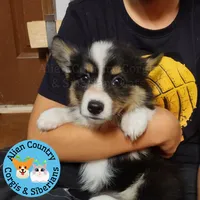 Supergirl (Yellow Collar) FLUFFY, a female Pembroke Welsh Corgi for sale in Spring Hill, FL – 1 of 6