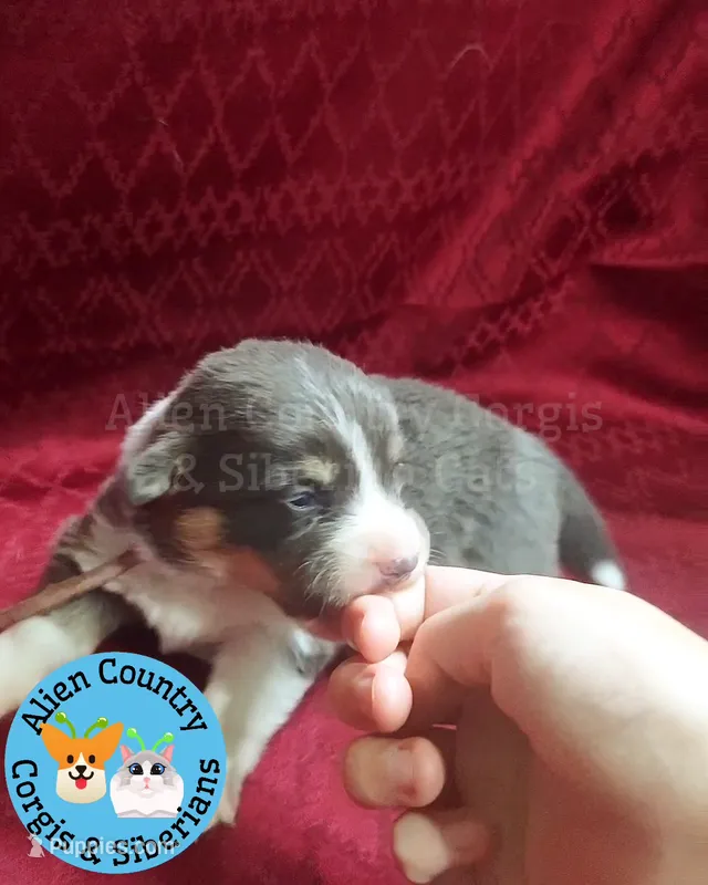 Storm (Magenta/Red Collar) – Pembroke Welsh Corgi puppy for sale in Spring Hill, FL