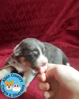 Storm (Magenta/Red Collar), a female Pembroke Welsh Corgi for sale in Spring Hill, FL – 3 of 5