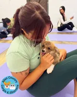 King of Hyrule, a female Pembroke Welsh Corgi for sale in Spring Hill, FL – Photo 1 of 7