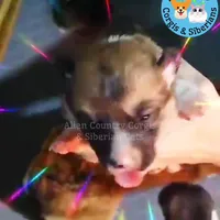 King of Hyrule, a female Pembroke Welsh Corgi for sale in Spring Hill, FL – Photo 7 of 7