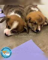 King of Hyrule, a female Pembroke Welsh Corgi for sale in Spring Hill, FL – Photo 2 of 7