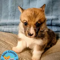 King of Hyrule, a female Pembroke Welsh Corgi for sale in Spring Hill, FL – Photo 5 of 7