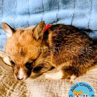 King of Hyrule, a female Pembroke Welsh Corgi for sale in Spring Hill, FL – Photo 4 of 7