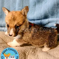 King of Hyrule, a female Pembroke Welsh Corgi for sale in Spring Hill, FL – Photo 3 of 7