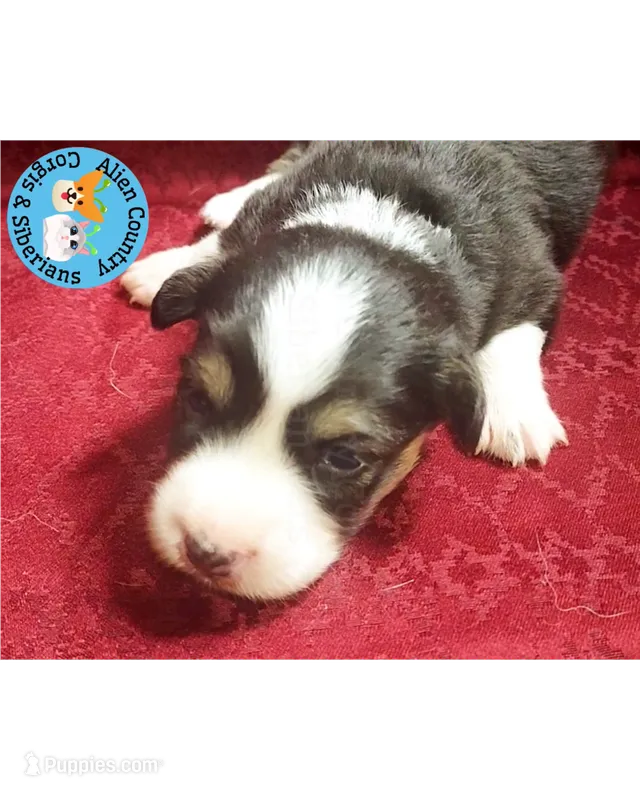 Captain America (Blue Collar) – Pembroke Welsh Corgi puppy for sale in Spring Hill, FL