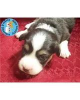Captain America (Blue Collar), a male Pembroke Welsh Corgi for sale in Spring Hill, FL – 1 of 3