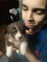 Mirage (Purple/Lilac, a female Pembroke Welsh Corgi for sale in Spring Hill, FL – 2 of 5