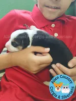 The Incredible Hulk (brown collar), a male Pembroke Welsh Corgi for sale in Spring Hill, FL – 4 of 5