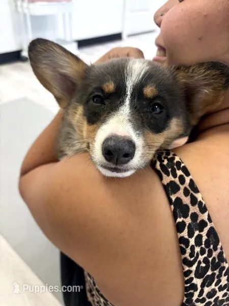 Storm (Magenta/Red Collar) BLUE COAT – Pembroke Welsh Corgi puppy for sale in Spring Hill, FL