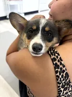 Storm BLUEY, a female Pembroke Welsh Corgi for sale in Spring Hill, FL – 2 of 7