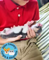 Storm (Magenta/Red Collar), a female Pembroke Welsh Corgi for sale in Spring Hill, FL – 4 of 5