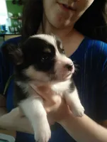 Batgirl (Green Collar), a female Pembroke Welsh Corgi for sale in Spring Hill, FL – 1 of 3
