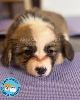 Zelda, a female Pembroke Welsh Corgi for sale in Spring Hill, FL – Photo 1 of 5